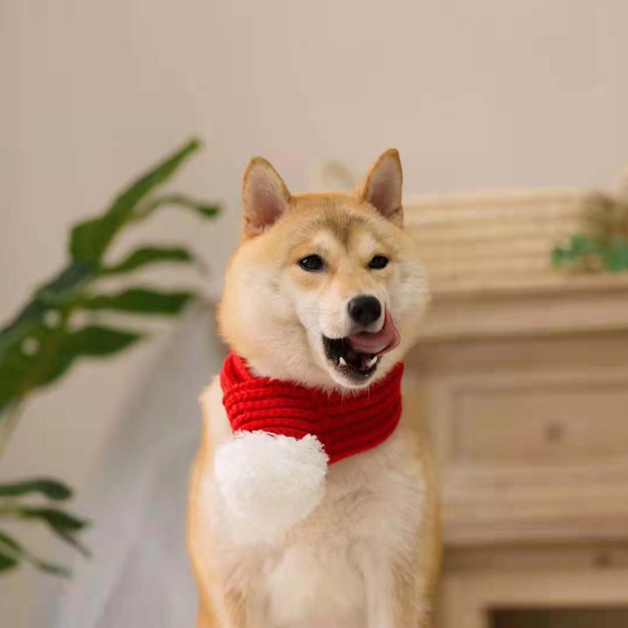 FLAdorepet dog photo-op with Santa scarf for holiday memories