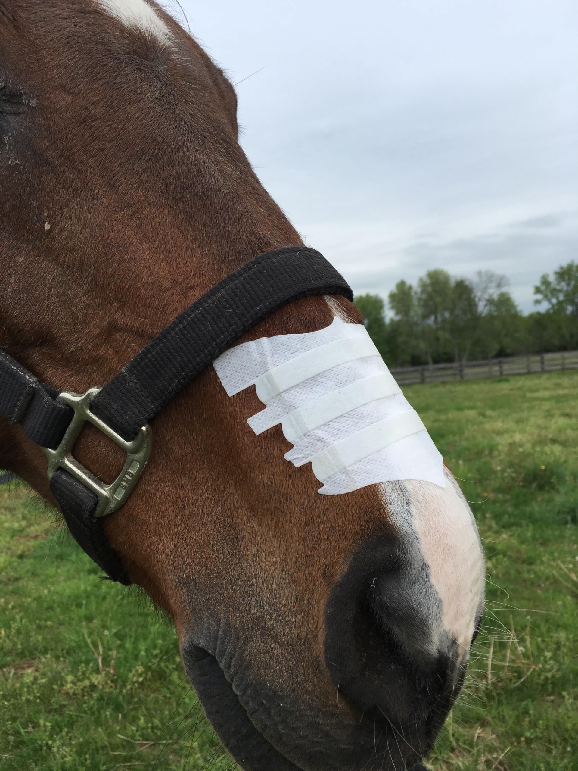 Flair Equine Nasal Strips on horse during training for easier breathing and pacing.