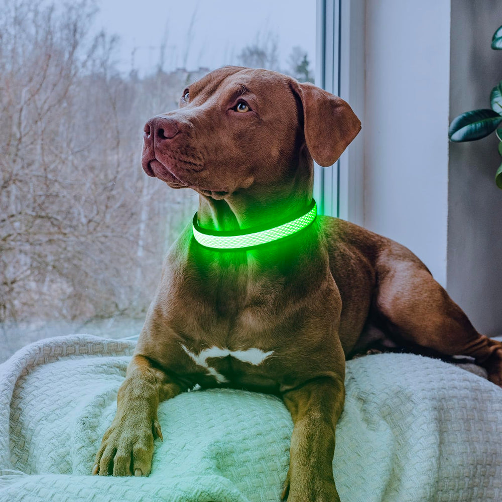 Flashseen collar LED en uso durante paseo nocturno seguro.