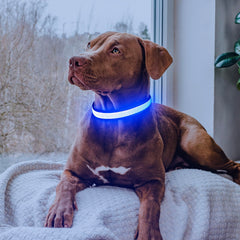 Flashseen LED dog collar side view with adjustable strap for comfortable fit.