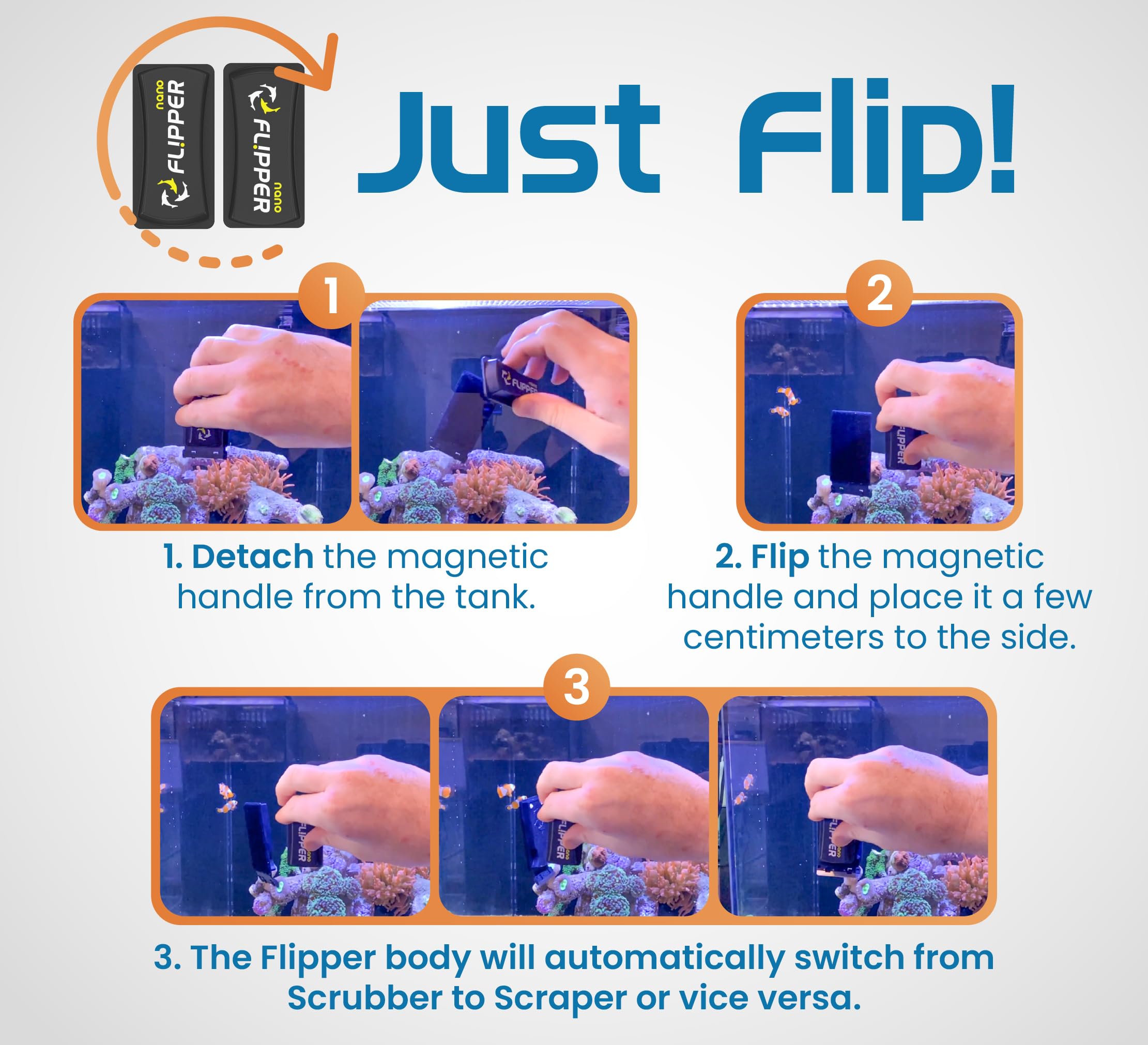 Flipper in saltwater setup tackling coraline algae effectively.