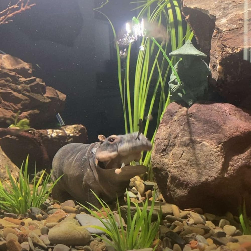 Flitsvuur Hippo bubbler in aquarium with bubbles.