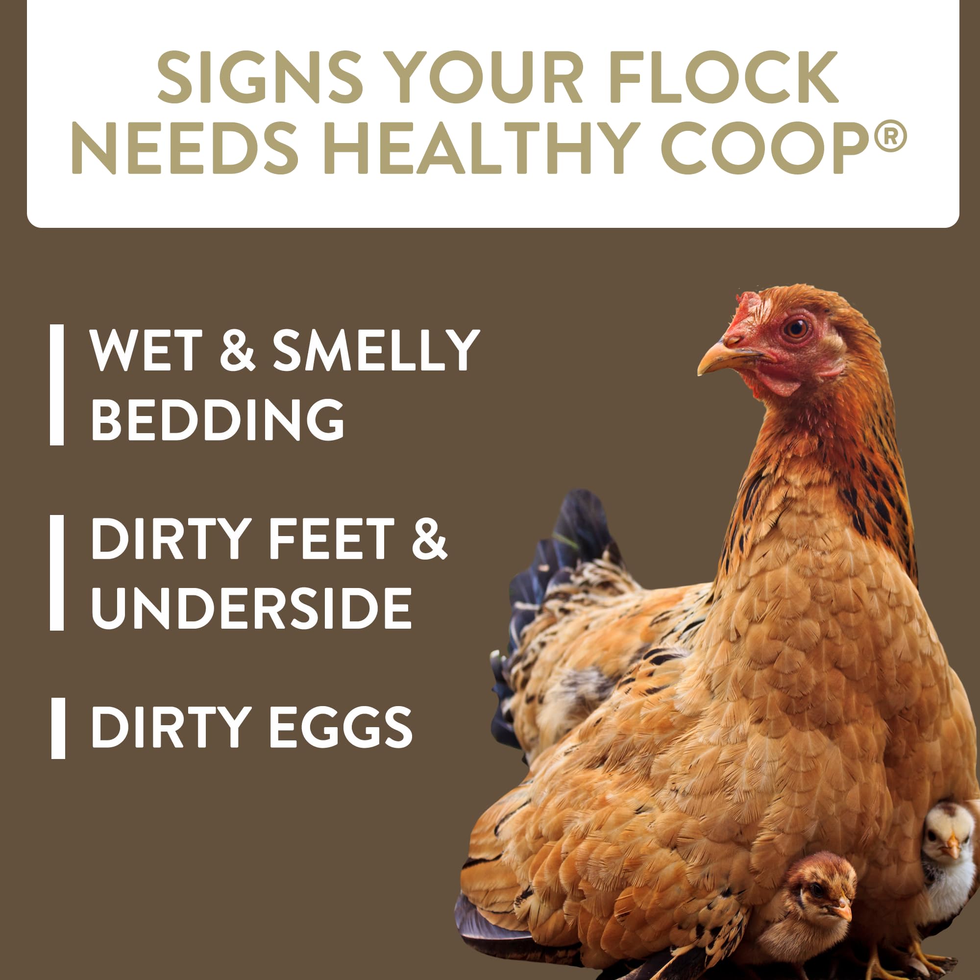 FLOCKLEADER Healthy Coop probiotics in action illustrating live bacteria benefits