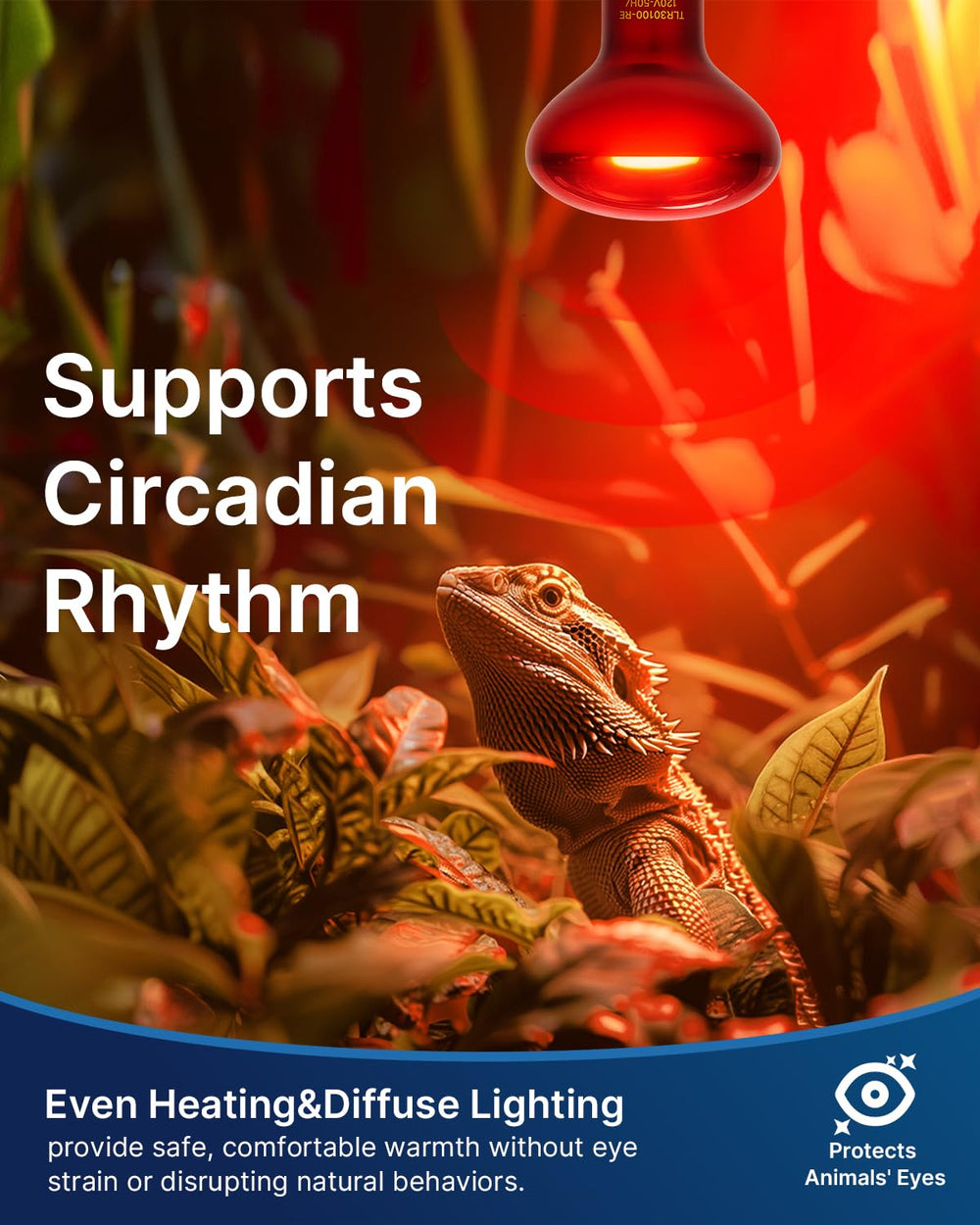 FLSNT bearded dragon basking setup with red heat lamp supports active daytime basking