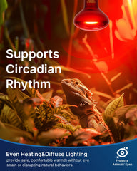 FLSNT bearded dragon basking setup with red heat lamp supports active daytime basking
