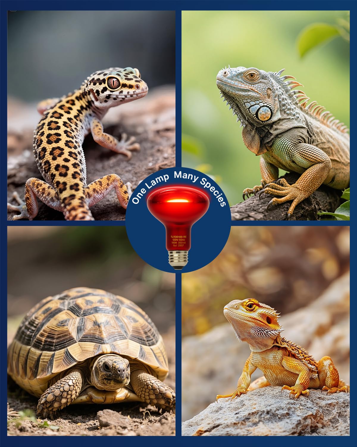 FLSNT durable glass heat bulb withstands humidity for reliable reptile heating