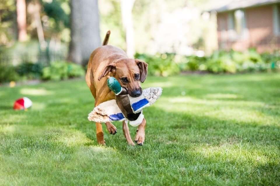 Bright colors on Fluff & Tuff Wally Mallard encourage interactive games