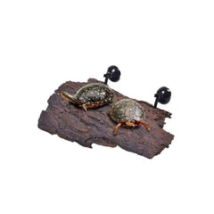 Flushbay turtle floating platform in aquarium highlighting basking space for natural heat exposure