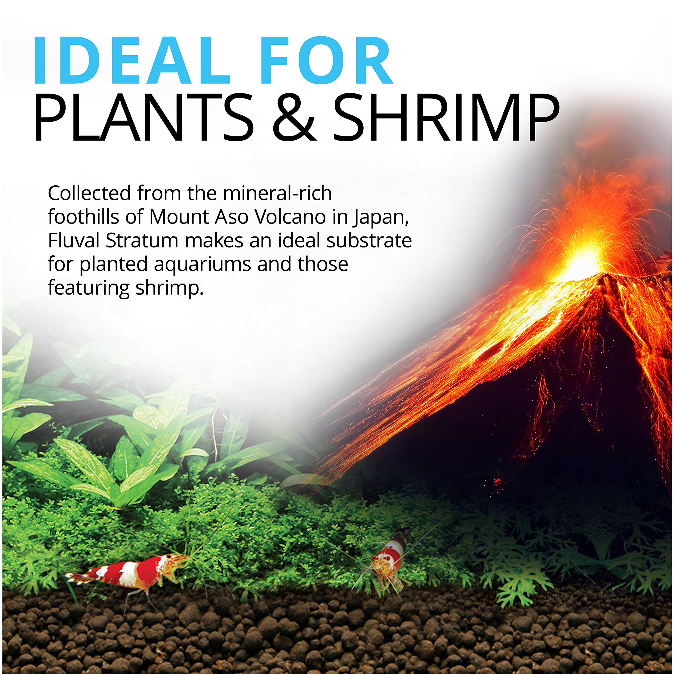 Fluval Plant and Shrimp Stratum root-penetration supports strong plant anchorage.