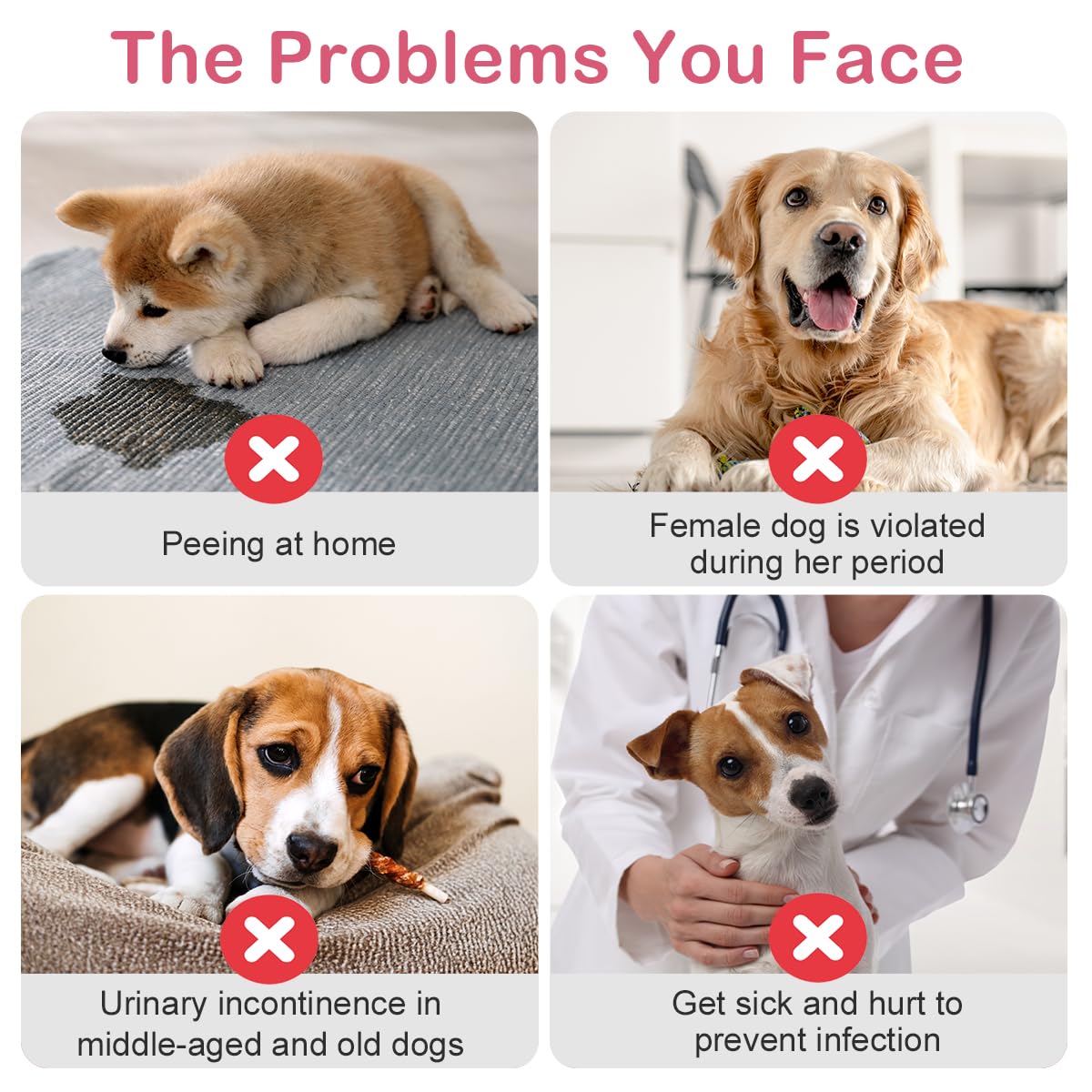 Flying Paws heat use scenario illustrates practical pet care and hygiene