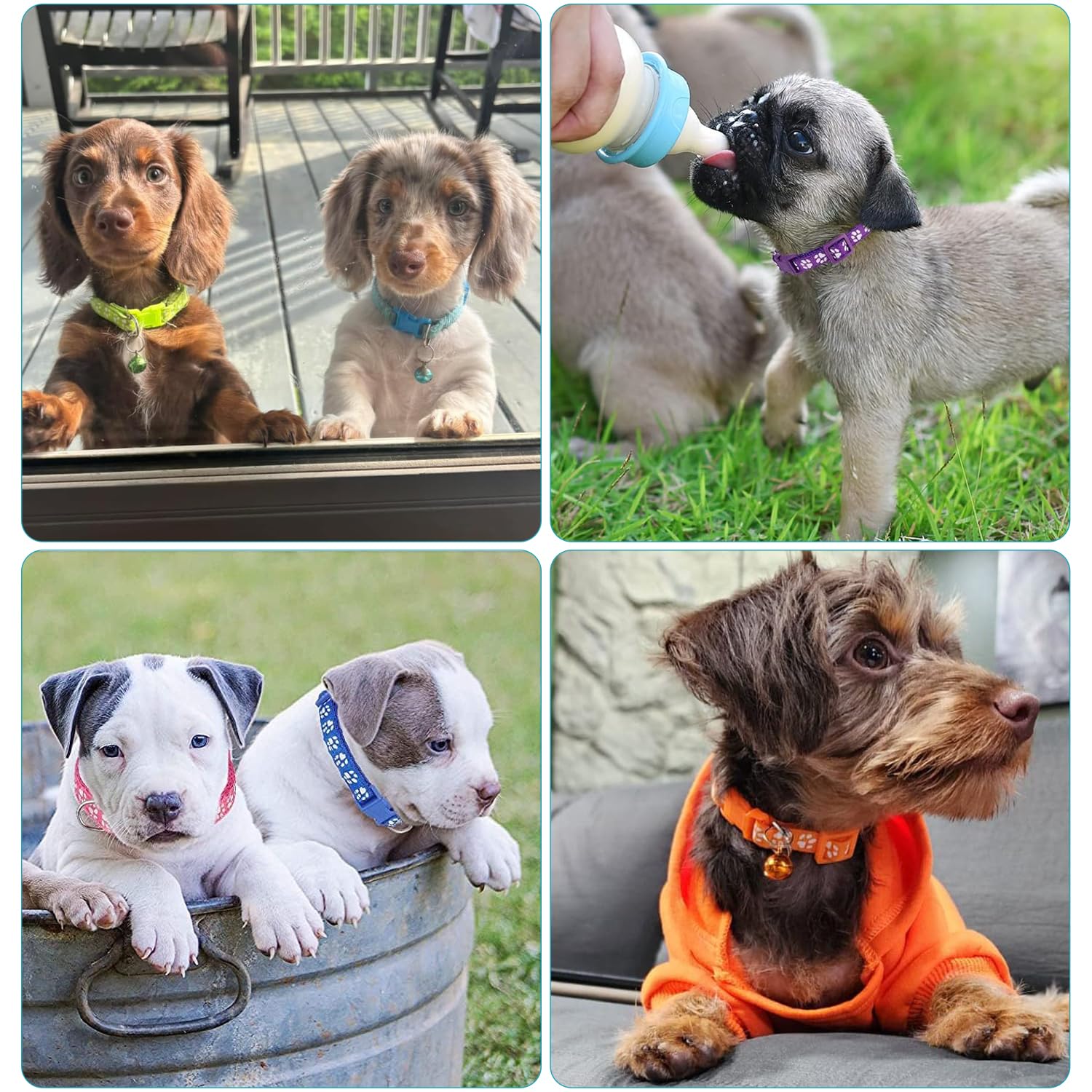 Flymind Puppy Collars eco-friendly buckles promote safe, recyclable hardware.