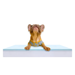 Foam Global pet bed foam insert front view highlights dual-layer orthopedic comfort