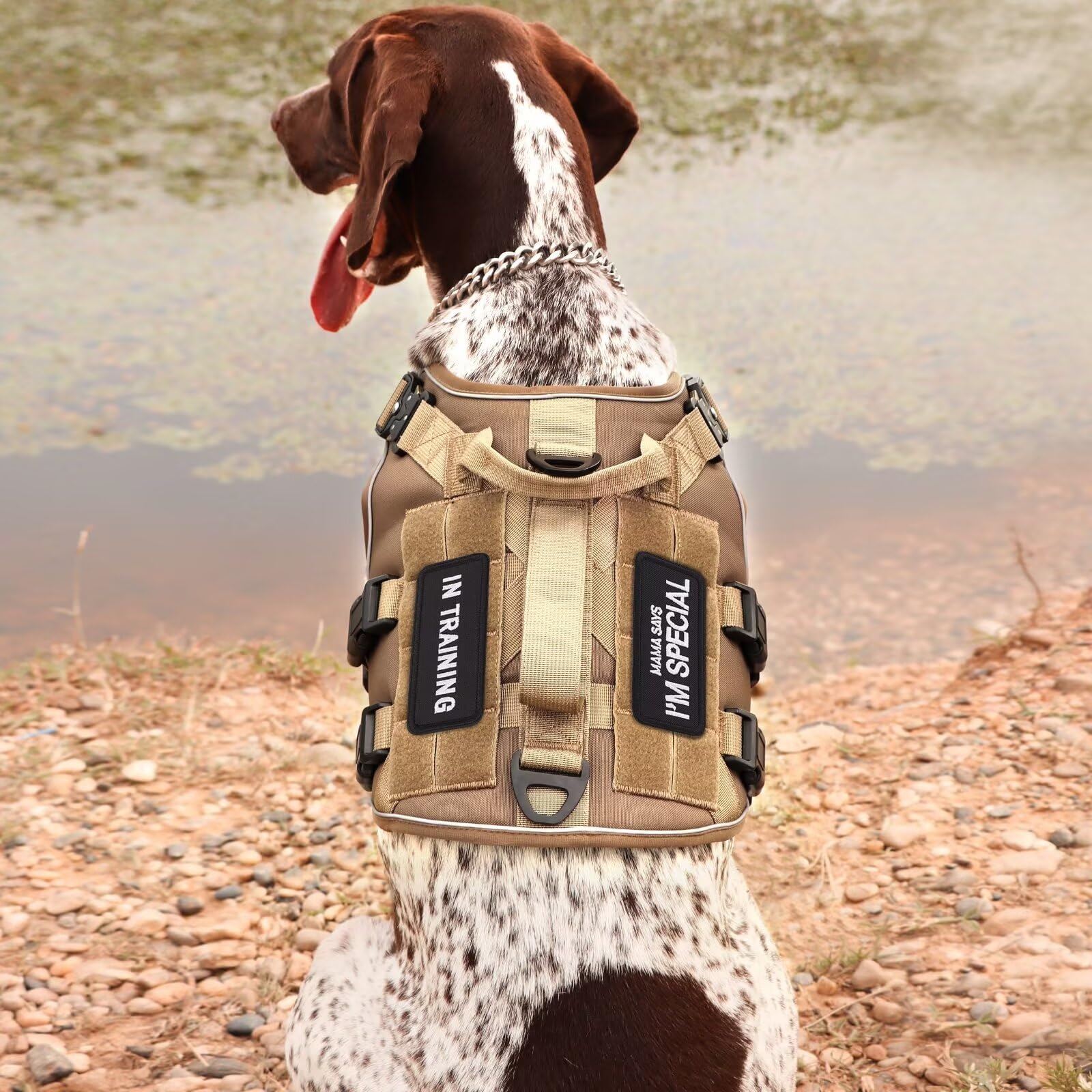 Forestpaw velcro hook-and-loop patches are removable for quick gear swaps