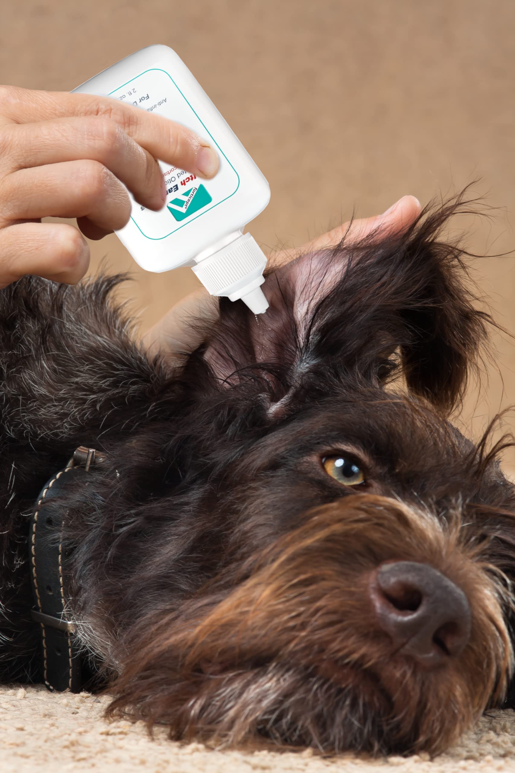 Forticept ear cleaner pre-clean prepares ears for effective treatment.