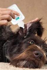 Forticept ear cleaner pre-clean prepares ears for effective treatment.