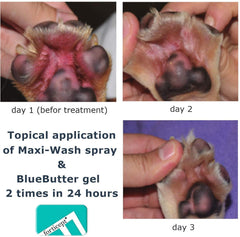 Forticept No-Lick bandage wrap provides a barrier to licking during recovery.