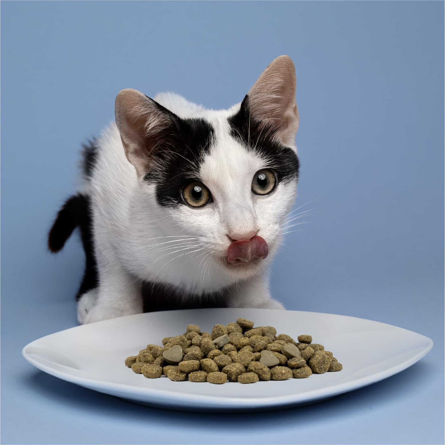 Forza10 cat serving scene showing cat enjoying meal