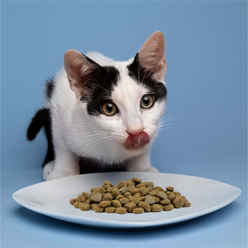 Forza10 cat serving scene showing cat enjoying meal