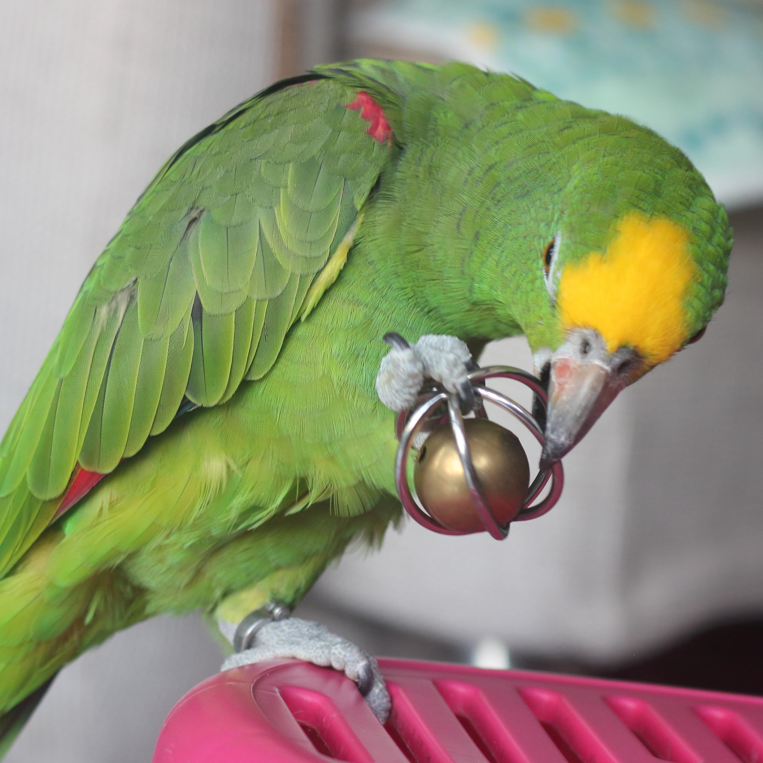 Fosrion large-parrot enrichment toy boosts mental stimulation through interactive sounds.