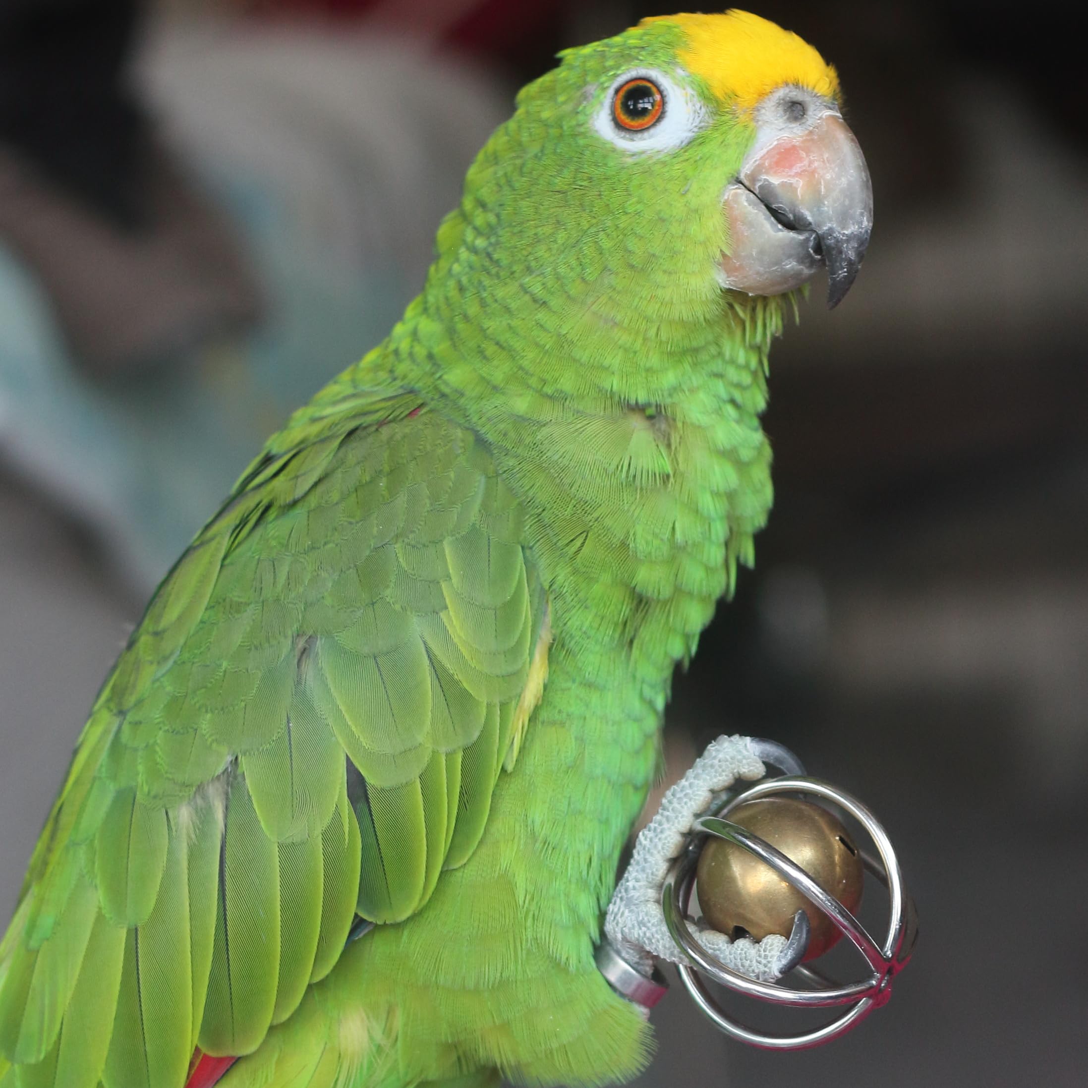 Fosrion chew-proof design supports natural chewing and enrichment for macaws.