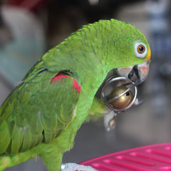 Fosrion foraging ball sized 1.77 inches for easy grasp by large birds.