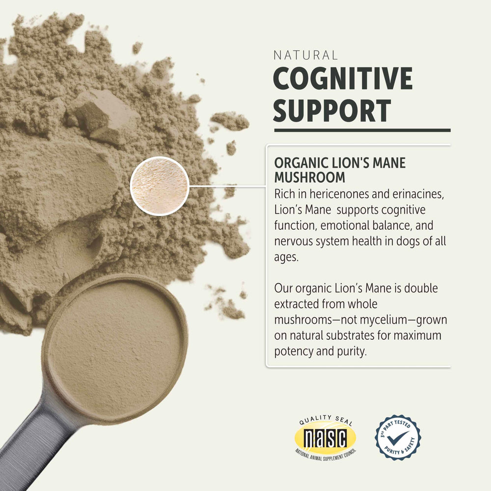 Four Leaf Rover Lions Mane close-up highlights high-quality mushrooms and natural extraction.