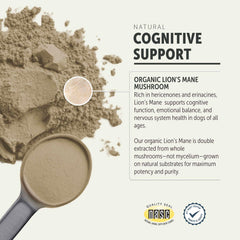 Four Leaf Rover Lions Mane close-up highlights high-quality mushrooms and natural extraction.
