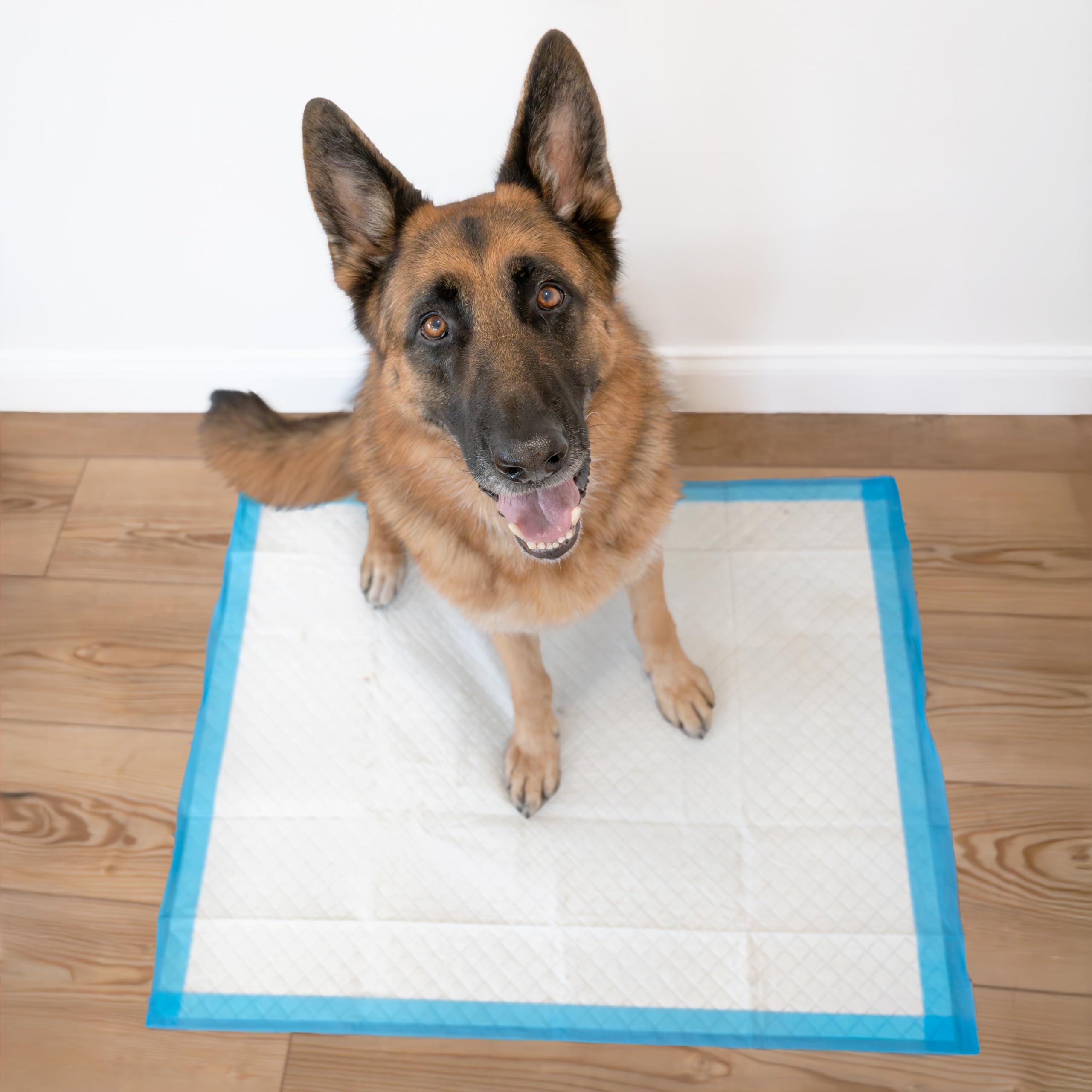 Four Paws Wee-Wee 40-count pack supports ongoing potty training.