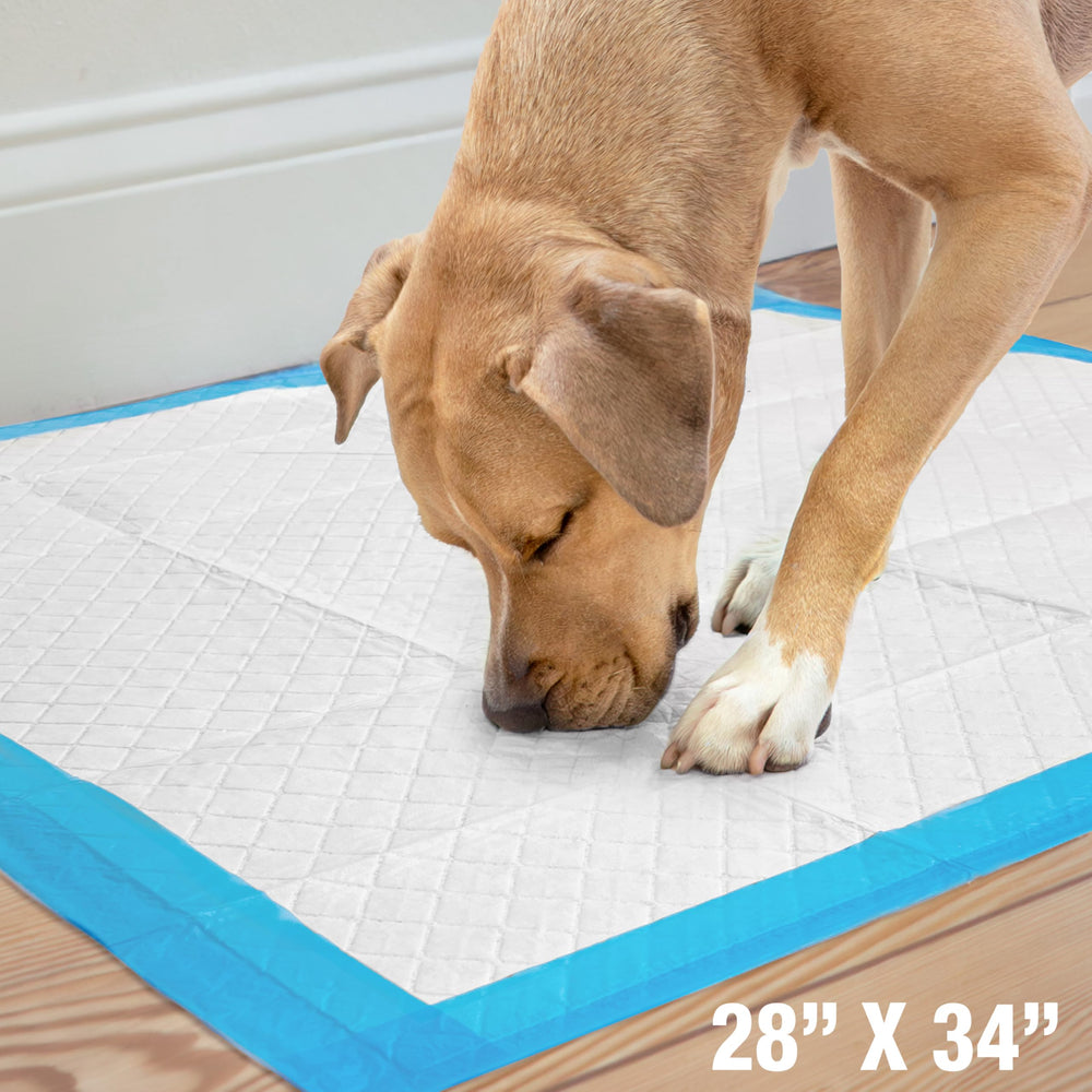 Four Paws Wee-Wee large-breed training scenario shows an indoor pad.