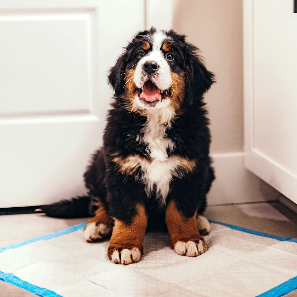 Four Paws Wee-Wee pad provides 24-hour protection for homes.