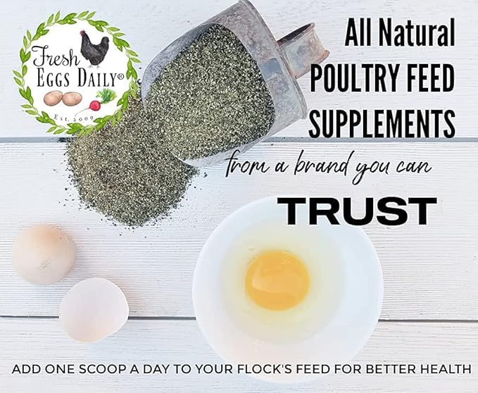Fresh Eggs Daily backyard chickens and ducks feeding scene with daily supplement.