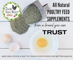 Fresh Eggs Daily backyard chickens and ducks feeding scene with daily supplement.