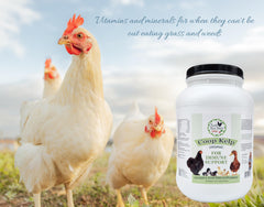 Fresh Eggs Daily chickens eating kelp, highlighting added vitamins for stronger daily laying.