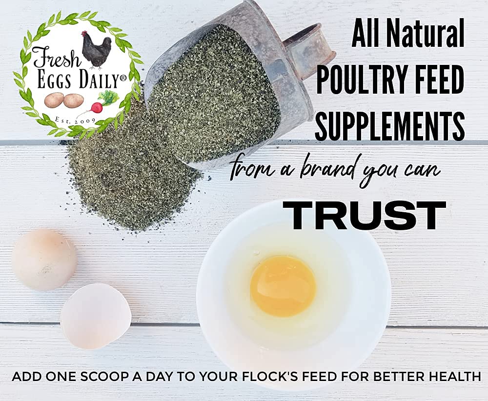 Fresh Eggs Daily ducks enjoying organic sea kelp, supporting immune health and gut-friendly nutrition.