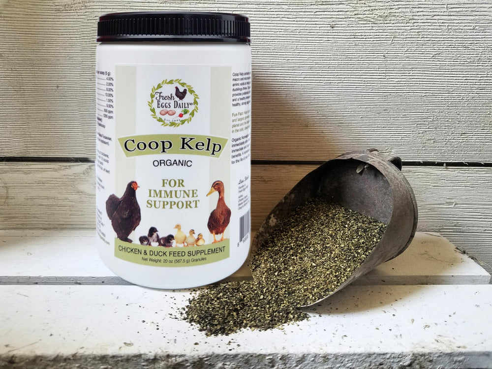 Fresh Eggs Daily organic sea kelp powder highlighting a natural mineral blend.