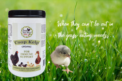 Fresh Eggs Daily vitamins and minerals bowl shows balanced nutrition for your flock.