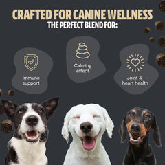 FreshCap Mushrooms Shroomies Cordyceps dog chews illustrating energy and vitality