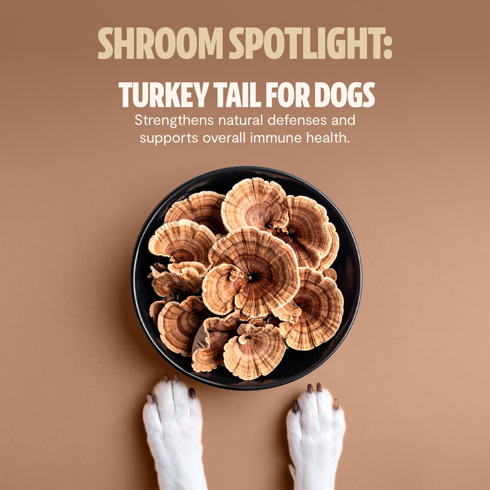 FreshCap Mushrooms Shroomies soft chews close-up for daily use