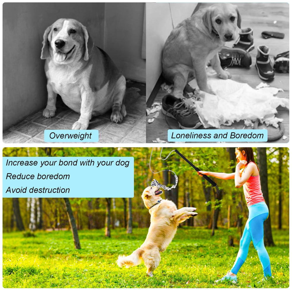 FreshFarm dog chase play outdoors—builds muscles and coordination.