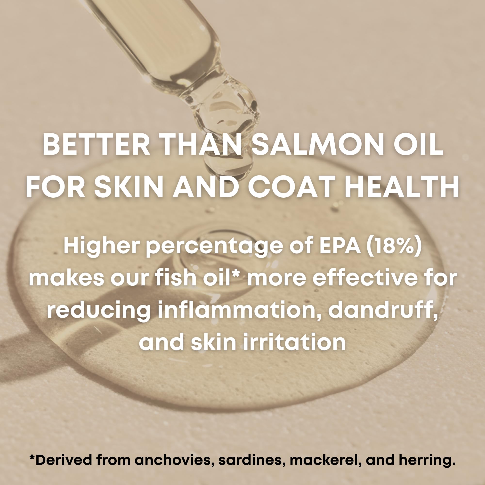 Freshly Bailey cat coat shine after omega-3 supplement for healthy fur