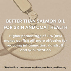 Freshly Bailey cat coat shine after omega-3 supplement for healthy fur