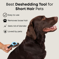 Freshly Bailey deshedding brush undercoat removal action supports quick grooming sessions.