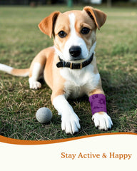 FriPuP breathable latex paw wrap provides cool, comfortable wear for pets