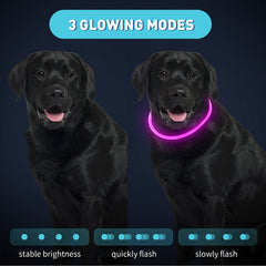 Frienda LED dog collar red on-dog view emphasizes high-contrast glow for driver awareness