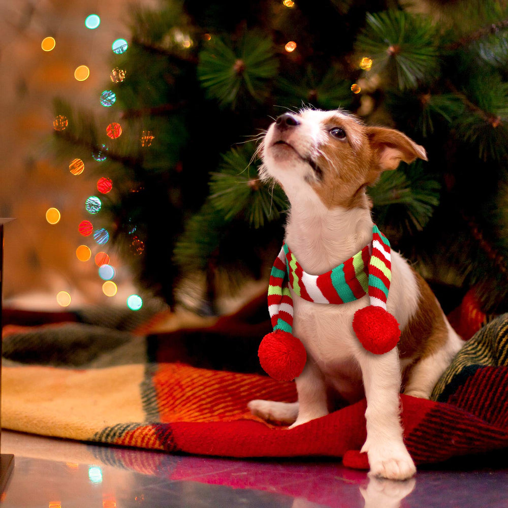 Frienda dog winter outfit ready for photoshoots and Christmas celebrations