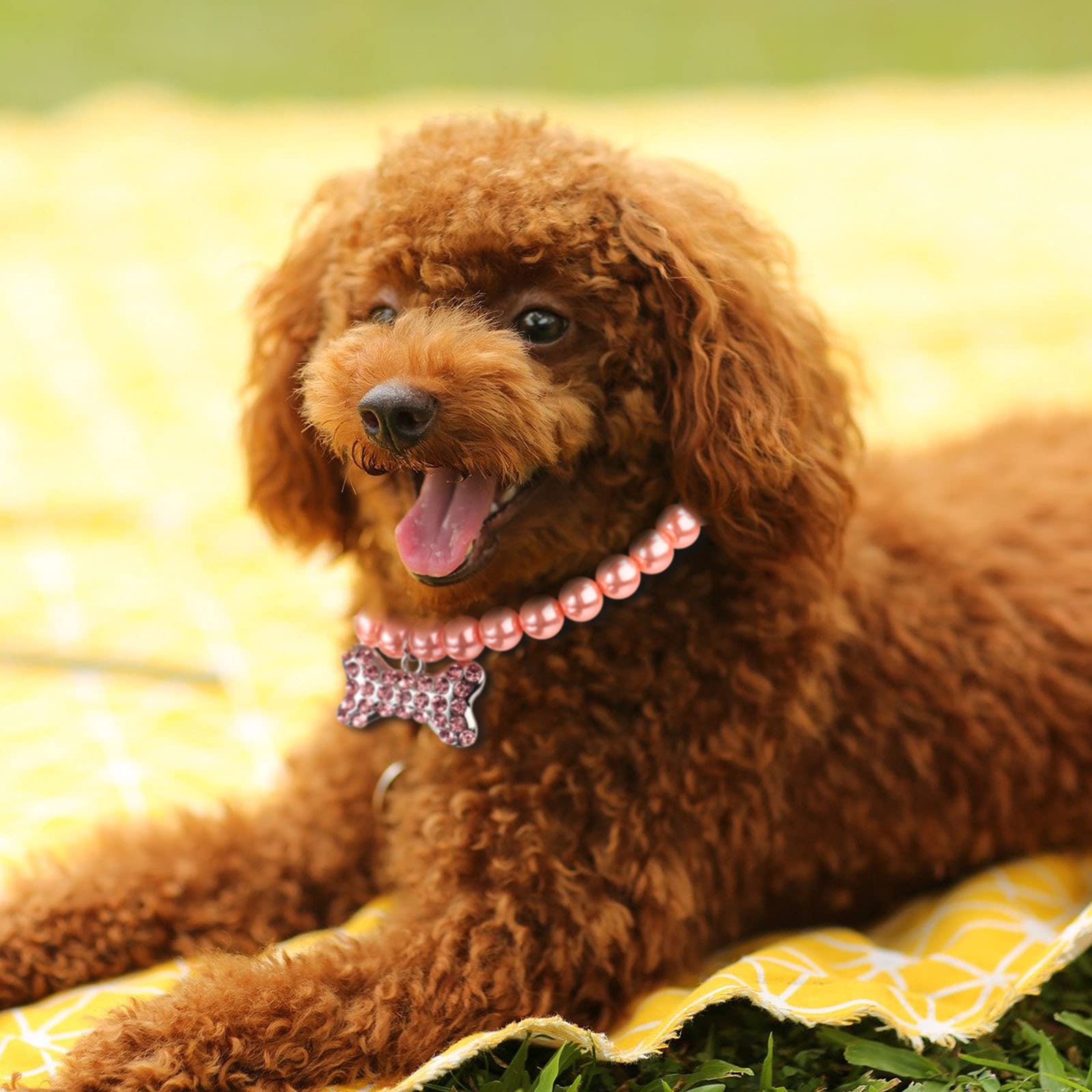 Frienda five-pcs pet pearl necklace blue offers playful color for special occasions.