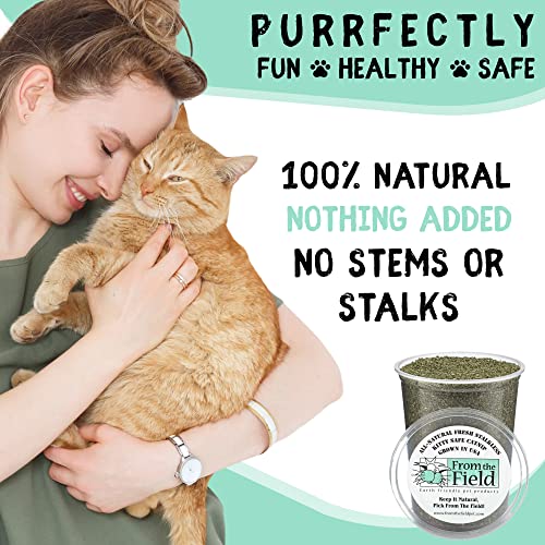 From The Field catnip toy-fill idea demonstrates easy integration into play equipment