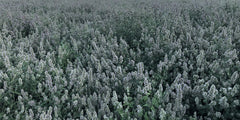 From The Field hand-picked catnip buds highlighting premium quality and aroma.
