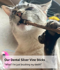 From The Field Silver Vine Sticks infused with Ultimate Blend catnip for stimulating play and curiosity
