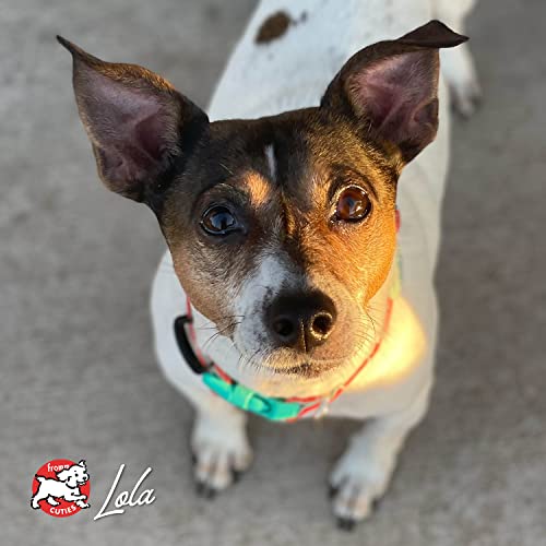 Fromm Four-Star Beef Frittata package communicates life-stage suitability for all breeds.